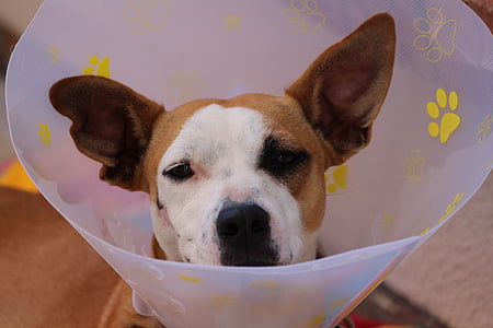 adult white and tan American pit bull terrier thumbnail