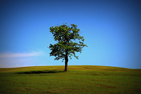 green tree on grass field thumbnail