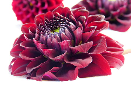 red petaled flowers on top of white surface thumbnail