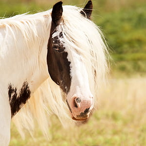 white and black horse thumbnail