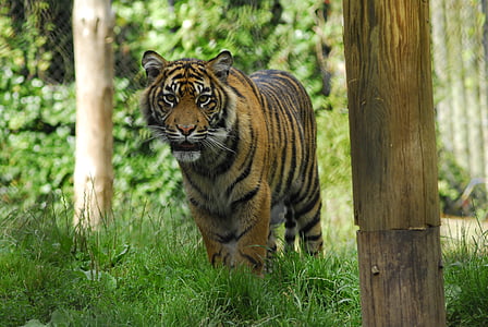 tiger standing on green grass during daytime thumbnail