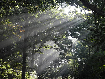green leaf trees with sun rays at daytime thumbnail