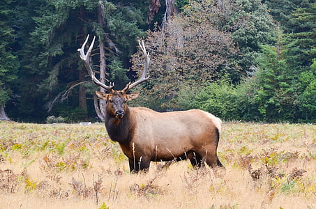 brown reindeer on green field thumbnail
