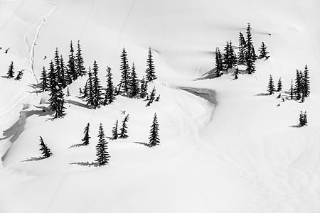 aerial view of pine trees thumbnail