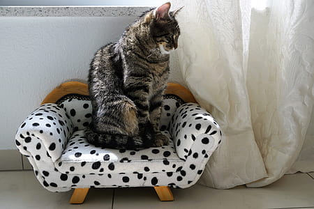 cat sitting on small sofa chair near curtain thumbnail
