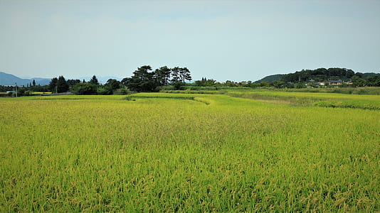 landscape photography of grass field thumbnail
