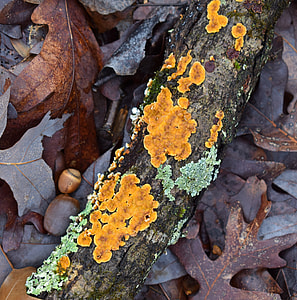 Lichens On Fallen Branch, Lichen thumbnail