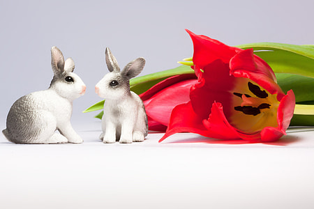 two white and gray rabbits and red flower with gray background thumbnail