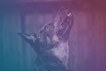 animal, dog, pet, fur thumbnail