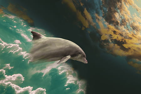 painting of dolphin and clouds thumbnail