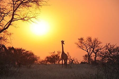 silhouette of giraffe during sunset thumbnail