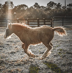 Brown Horse Running thumbnail