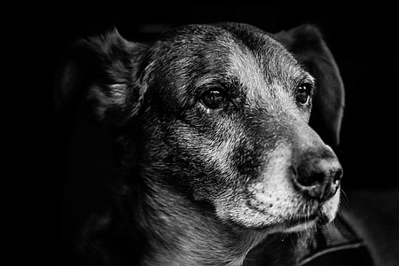 greyscale photo of short-coated puppy close-up photo thumbnail