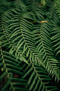 macro photography of green leaf plant thumbnail
