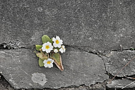 white flowers on gray concrete floor thumbnail