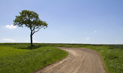 tall tree on grass field thumbnail