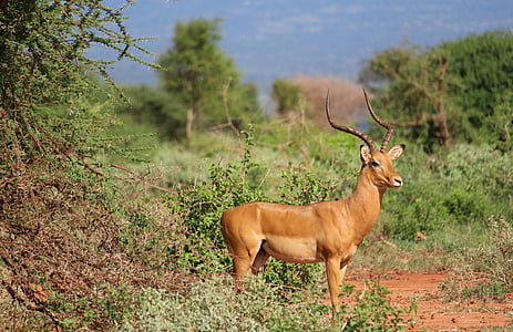 brown impala on green grass during daytime thumbnail