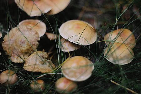 brown mushroom planted on grass ground thumbnail