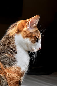 close-up photo of brown and white cat thumbnail