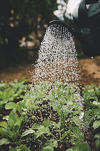 selective focus photography of watering can pouring green plants thumbnail