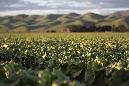 field of plants thumbnail