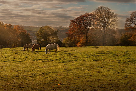 white and brown horses on green grass field thumbnail