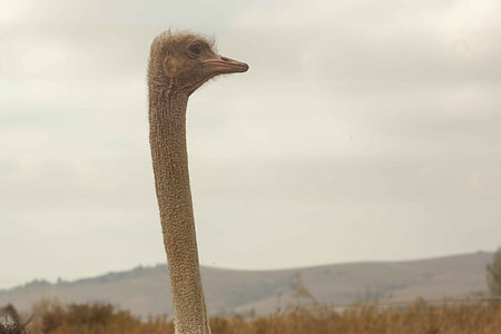 shallow focus photography of ostrich head thumbnail