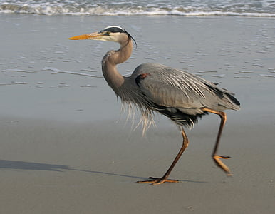 gray heron on shore during daytime thumbnail