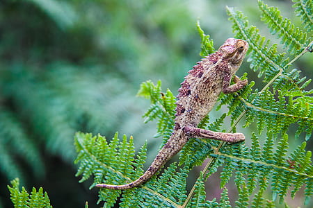 shallow focus photo of brown chameleon on green leaf thumbnail