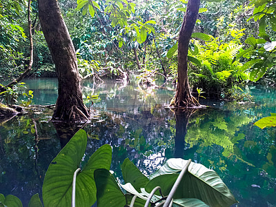 calm body of water surrounded by plants and trees thumbnail