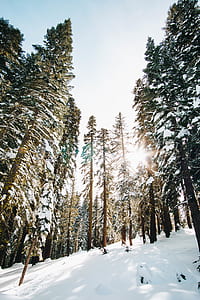 white snow thumbnail