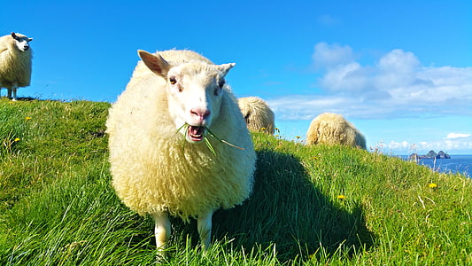 wildlife photography of white sheep on green grass thumbnail