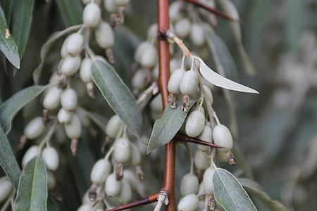 gray fruits thumbnail