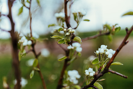Little flowers on trees thumbnail
