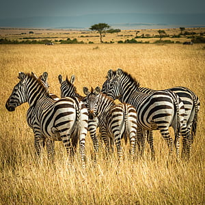 selective focus photography of zebras thumbnail