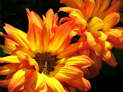 orange and yellow flowers thumbnail