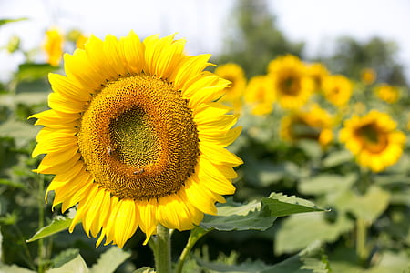 yellow sunflower in shallow focus shot thumbnail