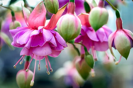 pink petaled flowers on selective focus photo thumbnail