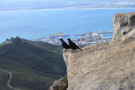 two black birds on rock overlooking buildings near body of water thumbnail