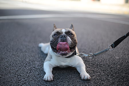 American pitbull showing tongue thumbnail