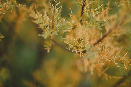 nature, plant, bokeh thumbnail