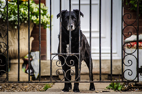 long-coated black dog thumbnail