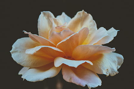 macro photo of orange rose in bloom thumbnail