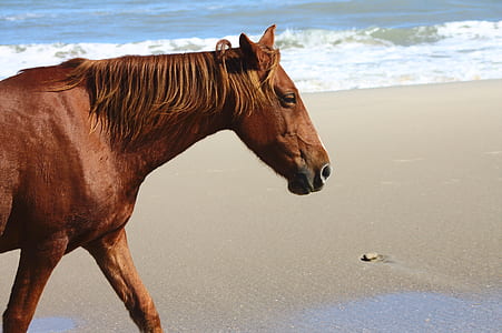 brown horse near sea thumbnail