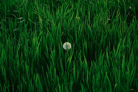 green and white leaf plant thumbnail