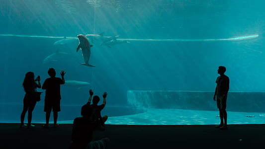 silhouette of people looking at dolphins aquarium thumbnail