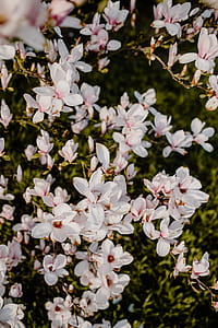 Magnolia tree in bloom thumbnail