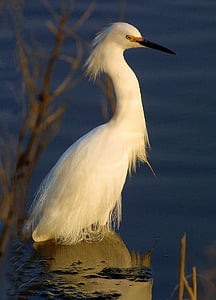 white Egret bird on body on water thumbnail