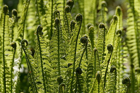 green plants thumbnail