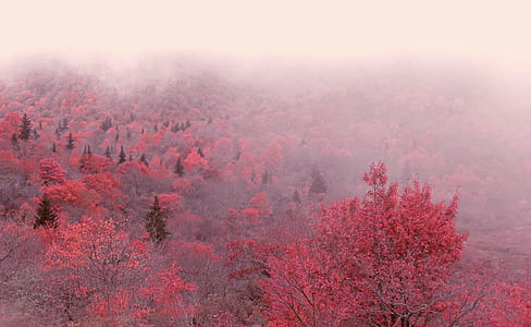 pink trees covered with fog thumbnail